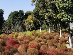 -春花秋色城市公园