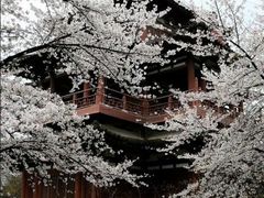 -西安乐游原