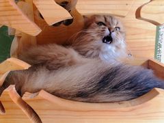 -猫亿天猫咖