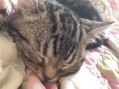 -袖虎宠物(锦绣生态园店)