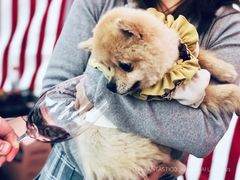 -TOMATITO(无限极荟店)