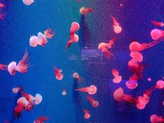 -成都浩海立方海洋公园