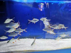-沙沙哗啦海洋馆(华宇百花谷店)