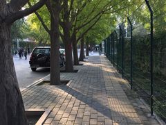 -三里屯东五街银杏大道