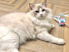 -酷豆宠物咖啡·宠物美食·撸猫馆