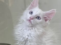 -青奢宠物·青奢猫舍