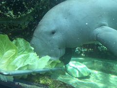 -悉尼海洋生物水族馆