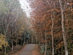 -上海海湾国家森林公园