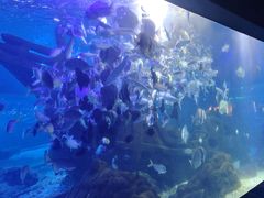 -江和美海洋公园