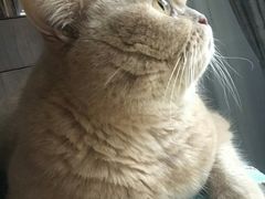 -东方名猫馆·英短金渐层布偶猫舍(环线广场1号楼店)