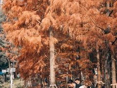 -重庆彩云湖湿地公园