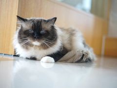 -Catmate·猫肥家润(金润铂宫店)
