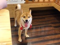 -豆柴町-柴犬主题狗咖(红鼎国际C座店)
