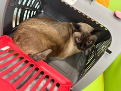 -北京观赏动物医院·24小时大型综合·猫专科·异宠专科