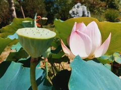 -莲花池公园