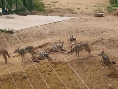 -鄂尔多斯野生动物园