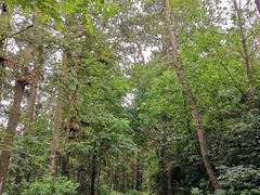 -青龙山国家森林公园