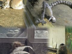 -西安秦岭野生动物园