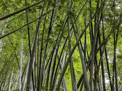 -深圳仙湖植物园