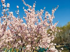 -大兴滨河森林公园