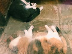 -猫咪博物馆(顶澳仔猫街店)