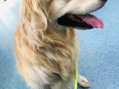 -北京赛佳动物医院