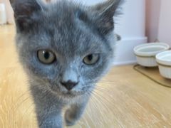 -猫咪派对(江南西店)