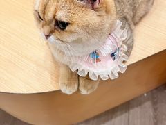 -瞄一喵猫咖(格力海岸店)