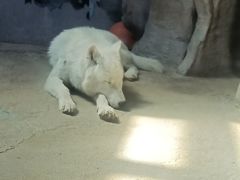 -芜湖新华联大白鲸海洋公园