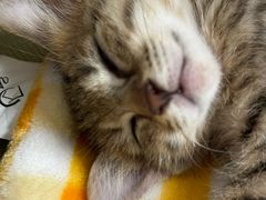 -安安宠医宠物医院·异宠·犬猫内科(岳阳分院)