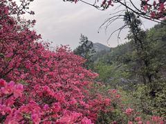 -木兰云雾山