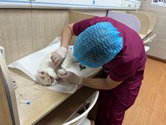 -北京观赏动物医院·24小时大型综合·猫专科·异宠专科