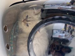 -乐琪宠物医院·犬猫专科·骨外科·急重症