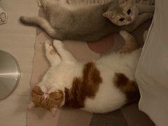 -猫大福·Fortune Cat猫舍(百子湾店)