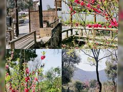 -树山生态村