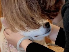 -豆柴町-柴犬主题狗咖(红鼎国际C座店)