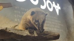 -Zoolung Zoolung动物主题公园(海信广场店)