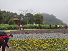 花海-广州市石门国家森林公园