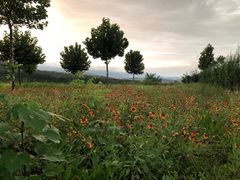 -原山国家森林公园