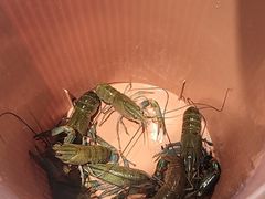 -虾胡闹龙虾馆(湄南河店)