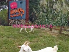 -前小桔亲子创意农场·草莓采摘·露营烧烤