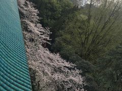 -武汉大学-樱园