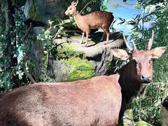 -四川大学博物馆