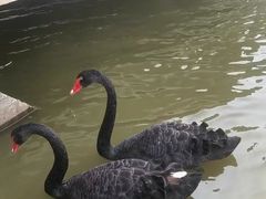 -盐城丹顶鹤湿地生态旅游区