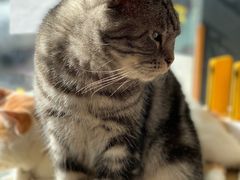 -平行世界·猫咖(首经贸店)