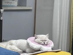 -派美特宠物医院·核磁CT·骨科肿瘤·疑难转诊(沈农禾丰店)