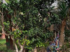 -呀路古热带植物园
