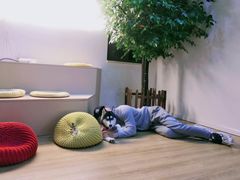 -Husky Go! 哈士奇体验馆·宠物咖啡厅狗咖