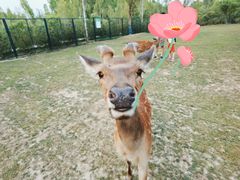 -野鸭湖国家湿地公园