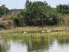 -同里国家湿地公园